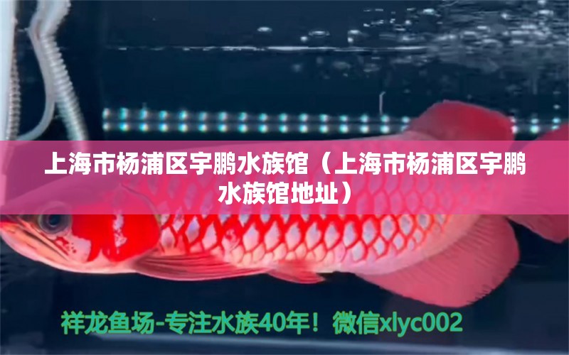 上海市楊浦區(qū)宇鵬水族館（上海市楊浦區(qū)宇鵬水族館地址） 全國水族館企業(yè)名錄