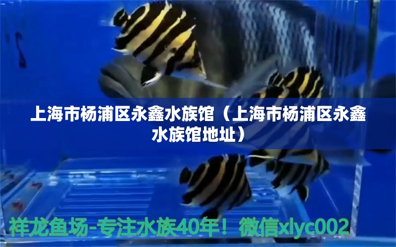 上海市楊浦區(qū)永鑫水族館（上海市楊浦區(qū)永鑫水族館地址）