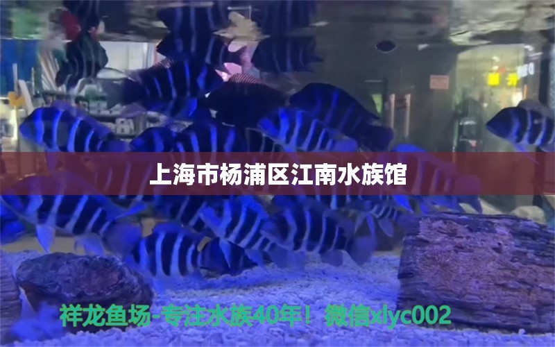 上海市楊浦區(qū)江南水族館 全國水族館企業(yè)名錄