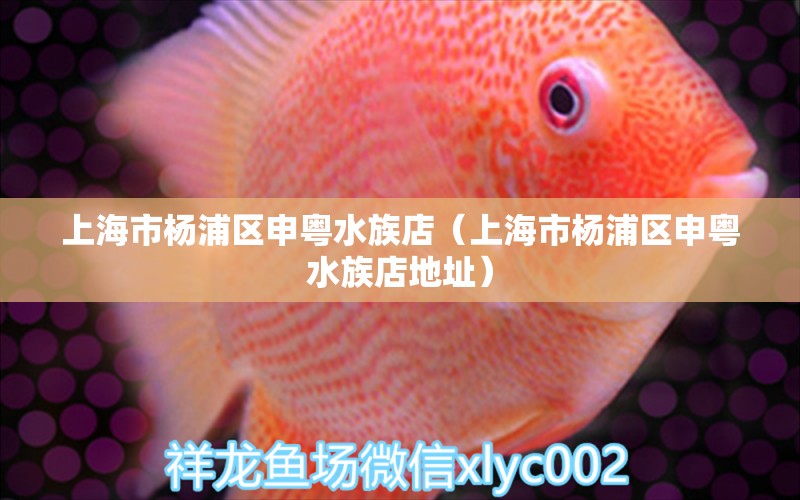 上海市楊浦區(qū)申粵水族店（上海市楊浦區(qū)申粵水族店地址） 全國水族館企業(yè)名錄