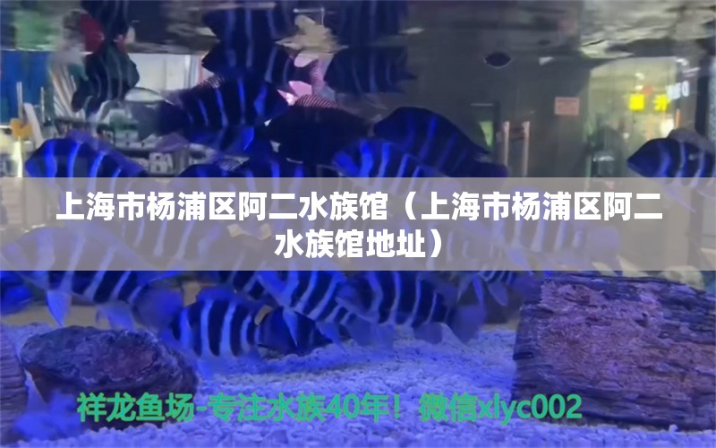 上海市楊浦區(qū)阿二水族館（上海市楊浦區(qū)阿二水族館地址）