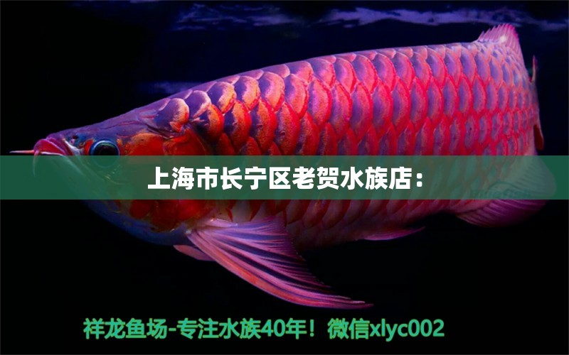 上海市長寧區(qū)老賀水族店：