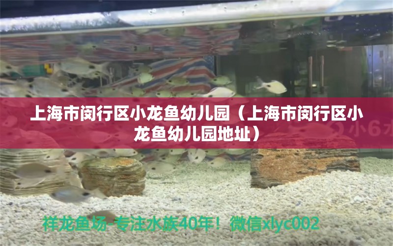 上海市閔行區(qū)小龍魚幼兒園（上海市閔行區(qū)小龍魚幼兒園地址） 觀賞魚市場（混養(yǎng)魚）