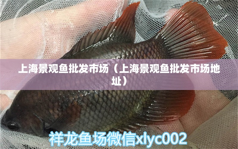 上海景觀魚批發(fā)市場（上海景觀魚批發(fā)市場地址） 廣州龍魚批發(fā)市場