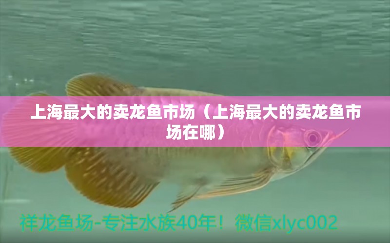 上海最大的賣龍魚市場(chǎng)（上海最大的賣龍魚市場(chǎng)在哪）