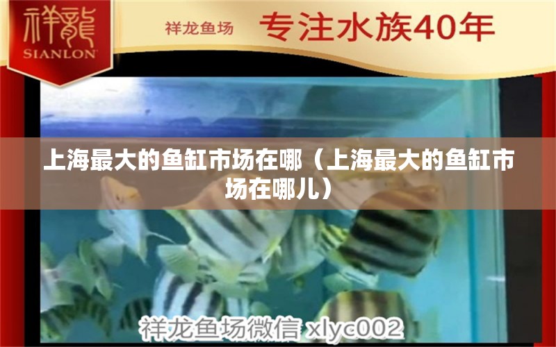 上海最大的魚缸市場在哪（上海最大的魚缸市場在哪兒） 其他品牌魚缸