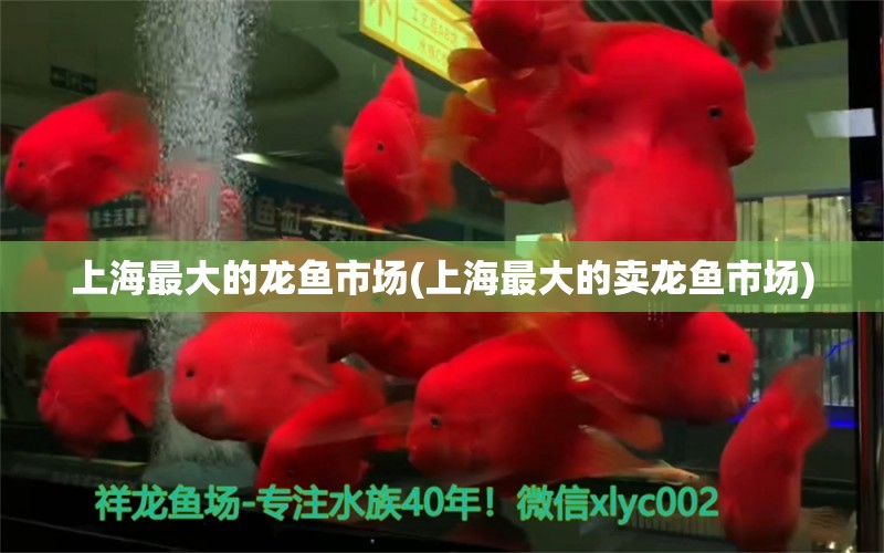 上海最大的龍魚市場(chǎng)(上海最大的賣龍魚市場(chǎng)) 小型觀賞魚