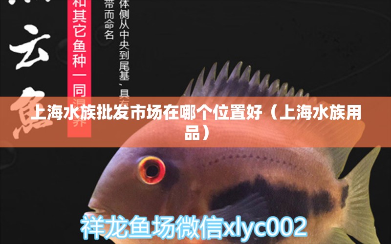 上海水族批發(fā)市場在哪個(gè)位置好（上海水族用品） 觀賞魚水族批發(fā)市場