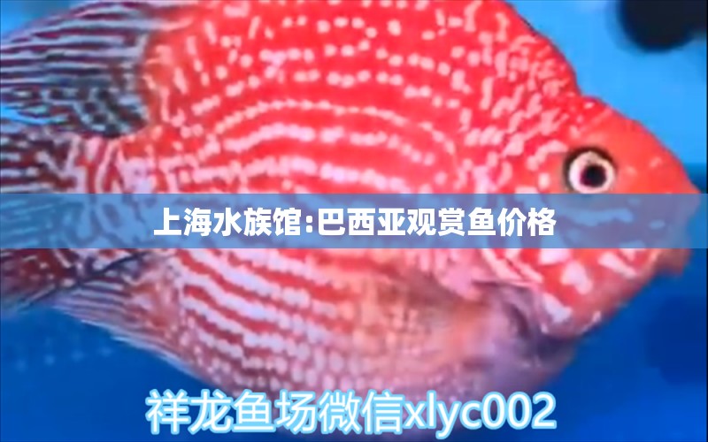 上海水族館:巴西亞觀賞魚價(jià)格 巴西亞魚