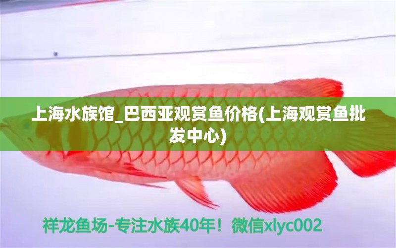 上海水族館_巴西亞觀賞魚價(jià)格(上海觀賞魚批發(fā)中心) 巴西亞魚