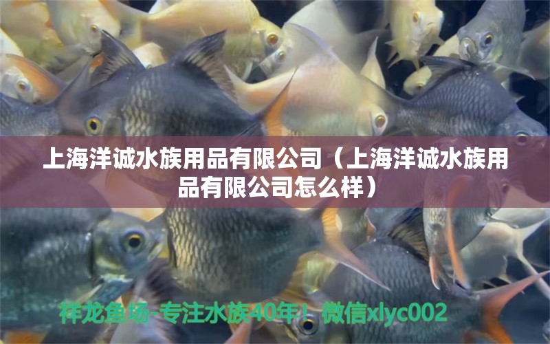 上海洋誠(chéng)水族用品有限公司（上海洋誠(chéng)水族用品有限公司怎么樣）