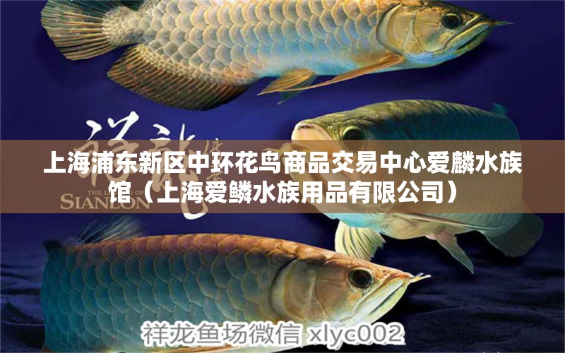 上海浦東新區(qū)中環(huán)花鳥商品交易中心愛麟水族館（上海愛鱗水族用品有限公司）