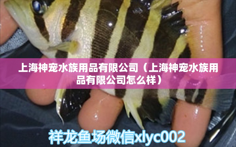 上海神寵水族用品有限公司（上海神寵水族用品有限公司怎么樣）