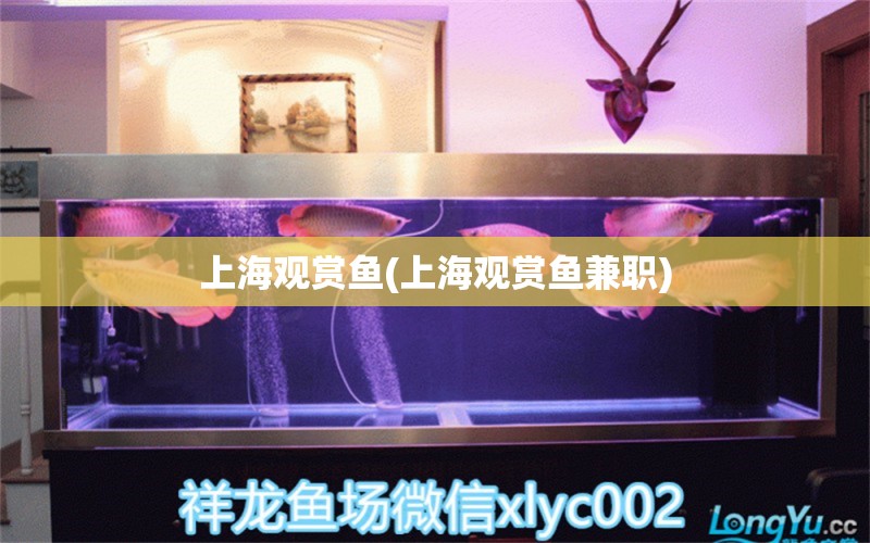 上海觀賞魚(上海觀賞魚兼職) 白子黑帝王魟魚