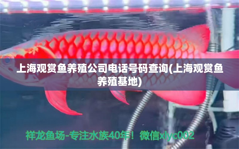 上海觀賞魚(yú)養(yǎng)殖公司電話號(hào)碼查詢(上海觀賞魚(yú)養(yǎng)殖基地) 稀有紅龍品種