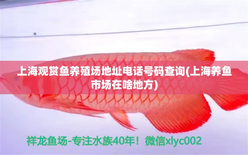 上海觀賞魚養(yǎng)殖場(chǎng)地址電話號(hào)碼查詢(上海養(yǎng)魚市場(chǎng)在啥地方) 祥龍水族醫(yī)院