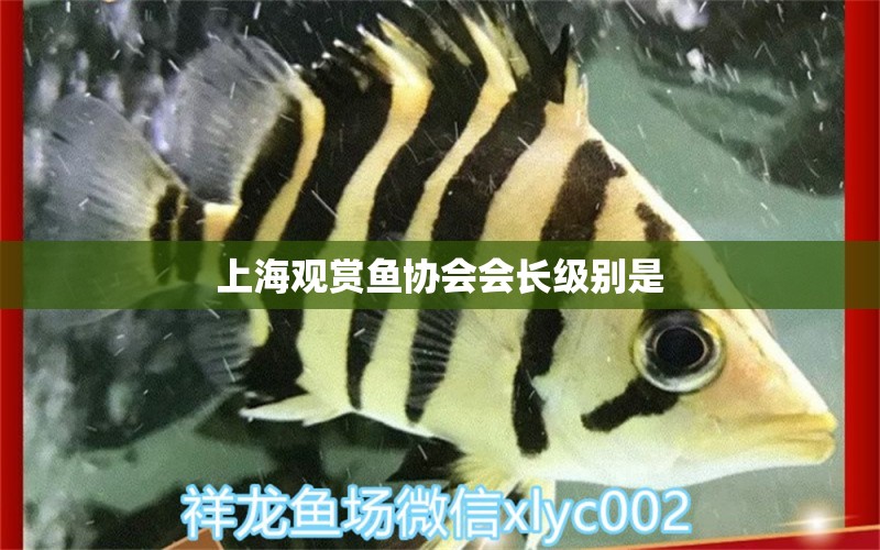 上海觀賞魚(yú)協(xié)會(huì)會(huì)長(zhǎng)級(jí)別是 水族問(wèn)答 第2張