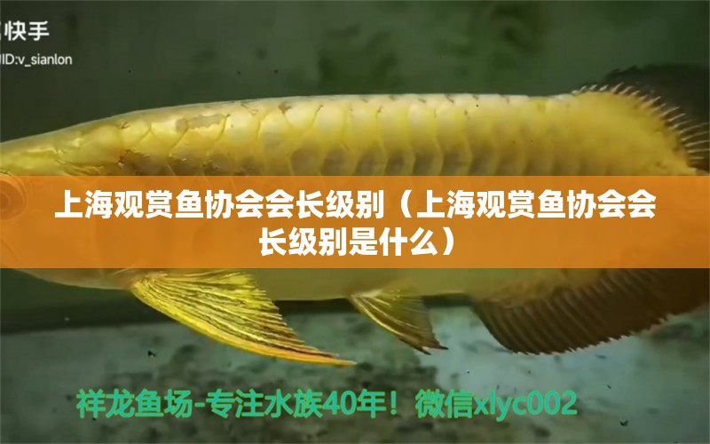 上海觀賞魚協(xié)會會長級別（上海觀賞魚協(xié)會會長級別是什么）