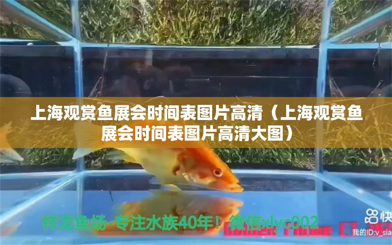 上海觀賞魚展會時間表圖片高清（上海觀賞魚展會時間表圖片高清大圖） 觀賞魚市場（混養(yǎng)魚）