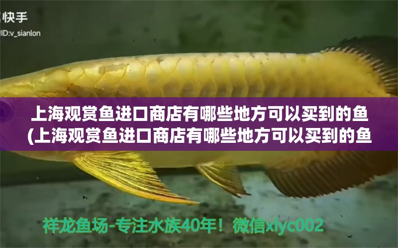 上海觀賞魚進(jìn)口商店有哪些地方可以買到的魚(上海觀賞魚進(jìn)口商店有哪些地方可以買到的魚類) 觀賞魚進(jìn)出口 第1張