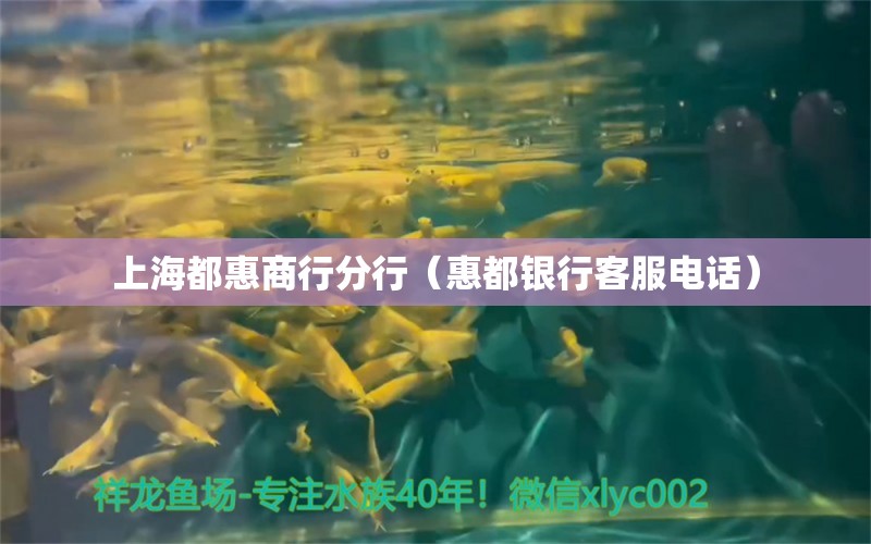 上海都惠商行分行（惠都銀行客服電話） 全國水族館企業(yè)名錄