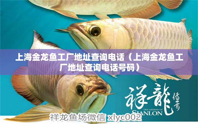 上海金龍魚工廠地址查詢電話（上海金龍魚工廠地址查詢電話號碼） 祥龍水族醫(yī)院