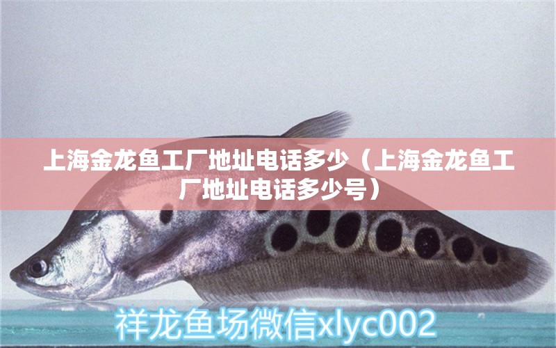 上海金龍魚工廠地址電話多少（上海金龍魚工廠地址電話多少號） 夢幻雷龍魚