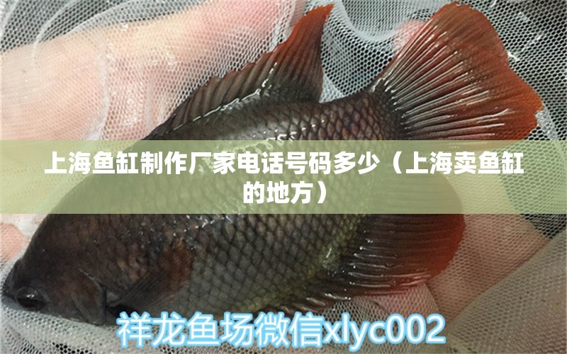 上海魚缸制作廠家電話號碼多少（上海賣魚缸的地方）