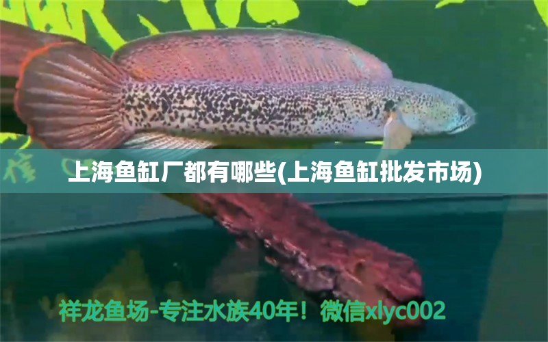 上海魚缸廠都有哪些(上海魚缸批發(fā)市場(chǎng)) 一眉道人魚