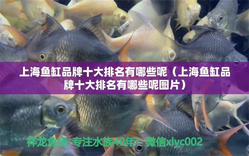 上海魚缸品牌十大排名有哪些呢（上海魚缸品牌十大排名有哪些呢圖片）