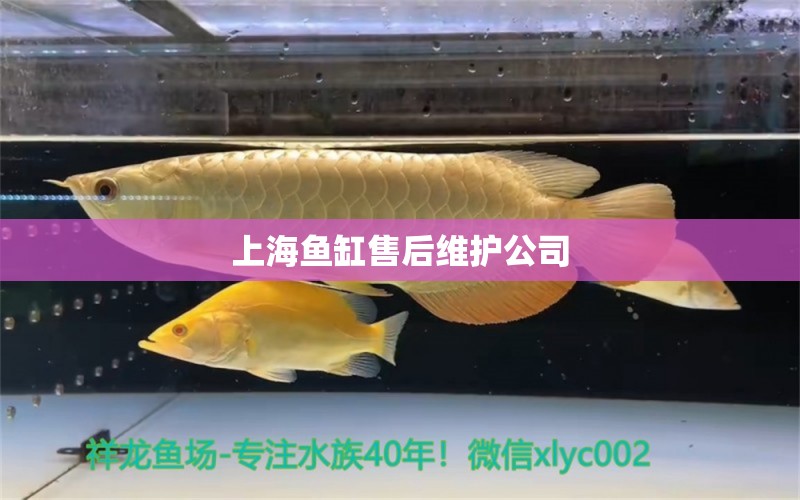 上海魚缸售后維護(hù)公司 其他品牌魚缸