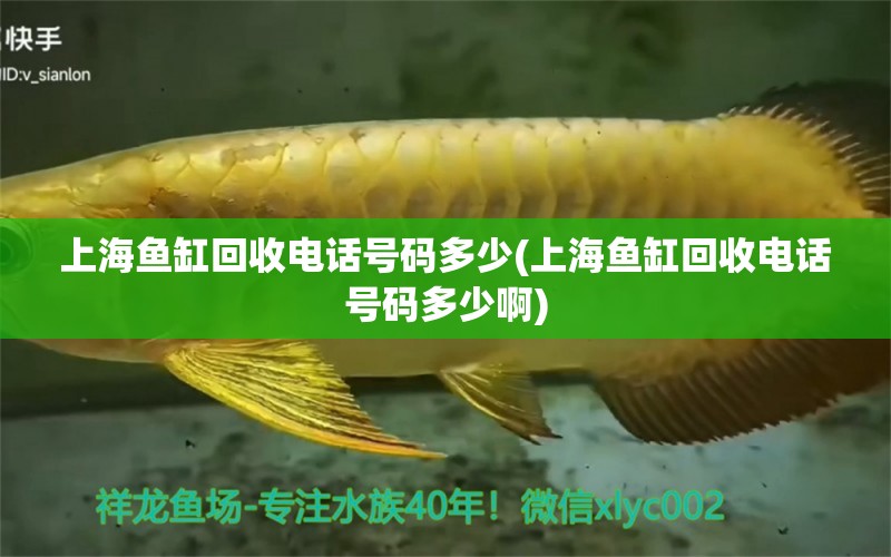 上海魚缸回收電話號碼多少(上海魚缸回收電話號碼多少啊) 觀賞魚批發(fā) 第2張