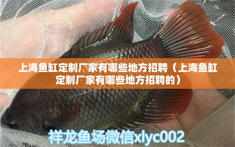 上海魚缸定制廠家有哪些地方招聘（上海魚缸定制廠家有哪些地方招聘的） 祥龍水族醫(yī)院