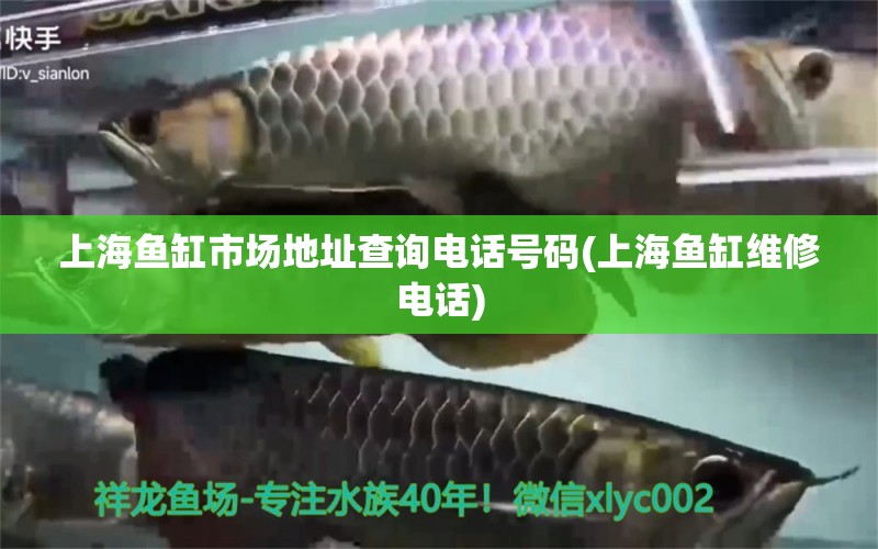 上海魚缸市場地址查詢電話號碼(上海魚缸維修電話) 龍魚疾病與治療