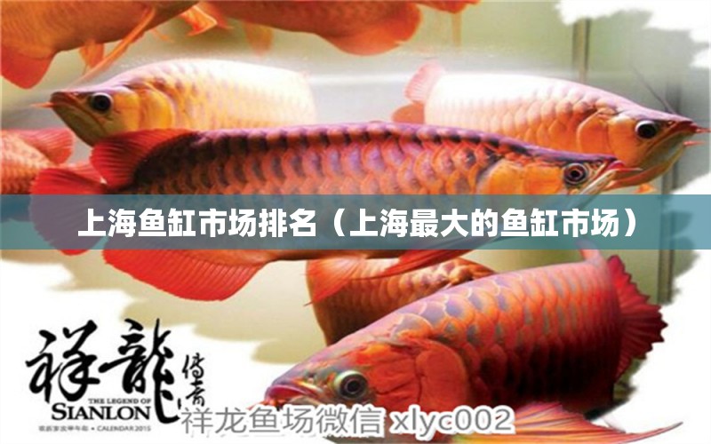 上海魚缸市場(chǎng)排名（上海最大的魚缸市場(chǎng)）