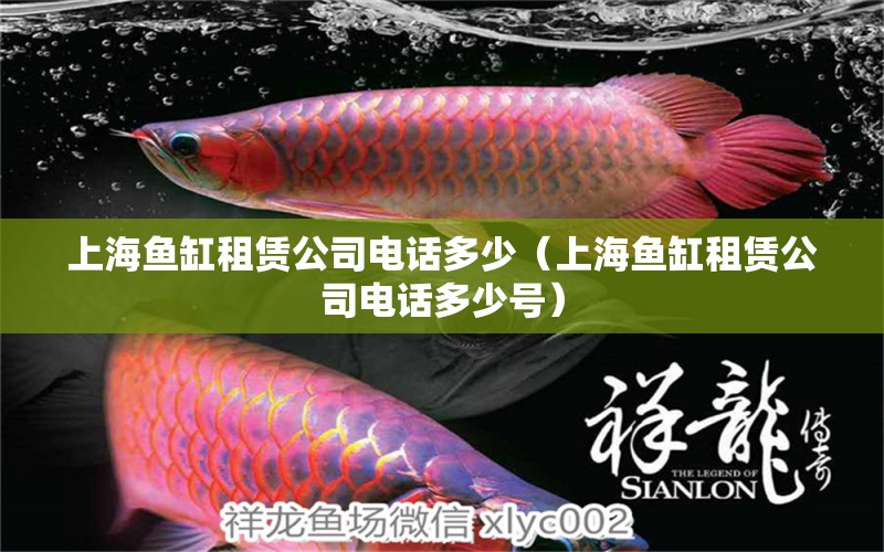 上海魚缸租賃公司電話多少（上海魚缸租賃公司電話多少號）