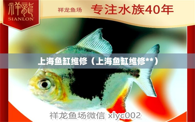 上海魚(yú)缸維修（上海魚(yú)缸維修**） 非洲象鼻魚(yú)