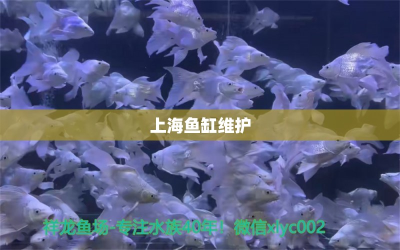 上海魚缸維護