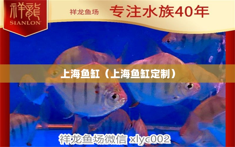 上海魚缸（上海魚缸定制） 胭脂孔雀龍魚