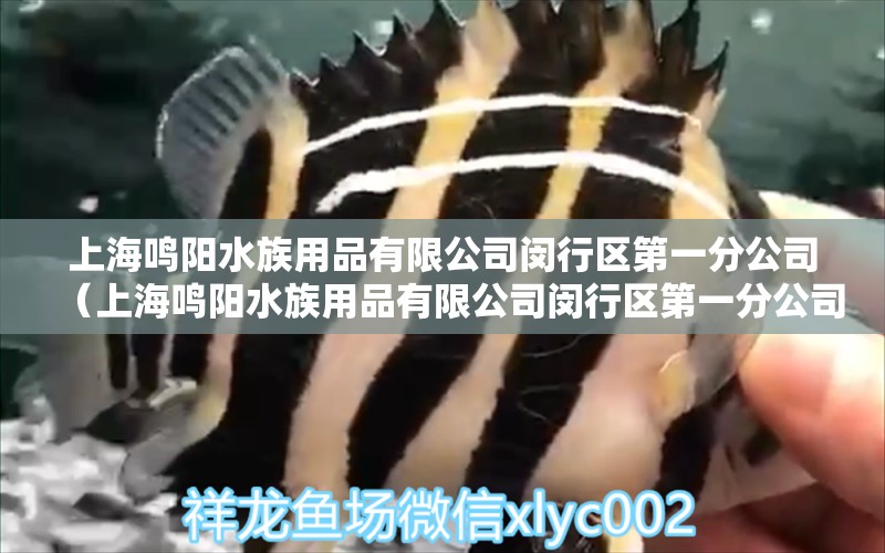 上海鳴陽(yáng)水族用品有限公司閔行區(qū)第一分公司（上海鳴陽(yáng)水族用品有限公司閔行區(qū)第一分公司招聘）