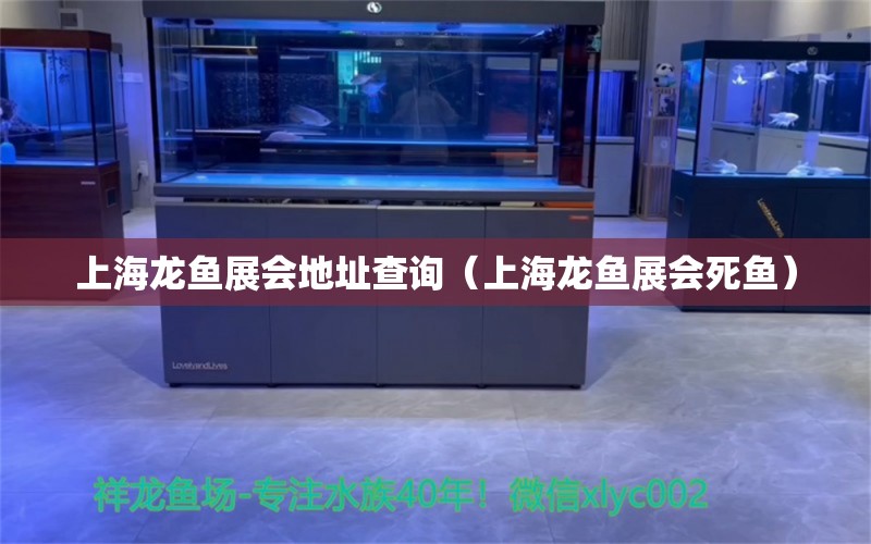 上海龍魚展會地址查詢（上海龍魚展會死魚） 黃金斑馬魚