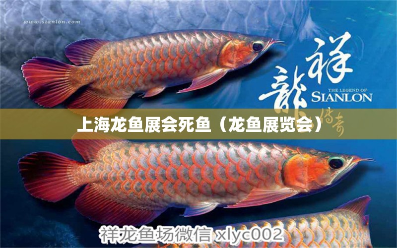 上海龍魚展會死魚（龍魚展覽會）