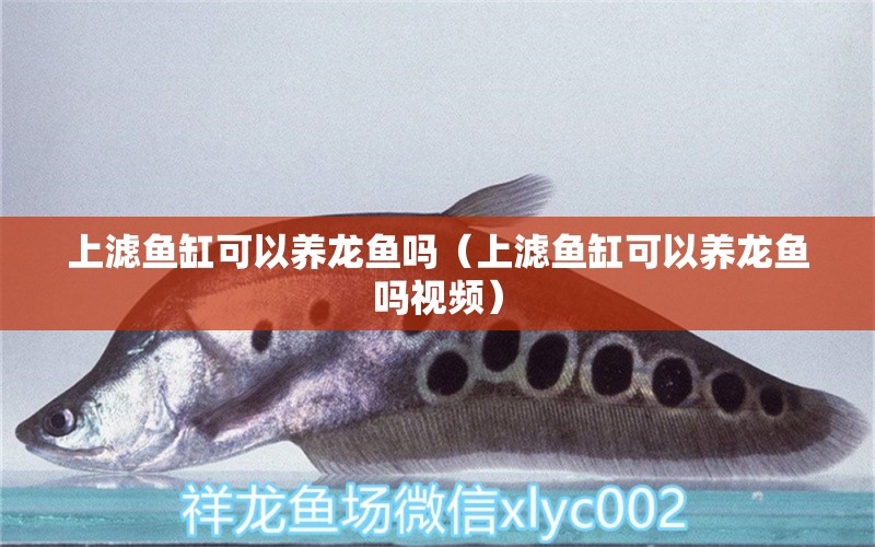 上濾魚缸可以養(yǎng)龍魚嗎（上濾魚缸可以養(yǎng)龍魚嗎視頻） 祥龍水族醫(yī)院