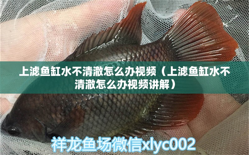 上濾魚缸水不清澈怎么辦視頻（上濾魚缸水不清澈怎么辦視頻講解）