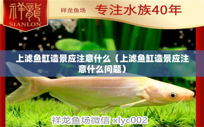 上濾魚缸造景應(yīng)注意什么（上濾魚缸造景應(yīng)注意什么問題） 祥龍水族醫(yī)院