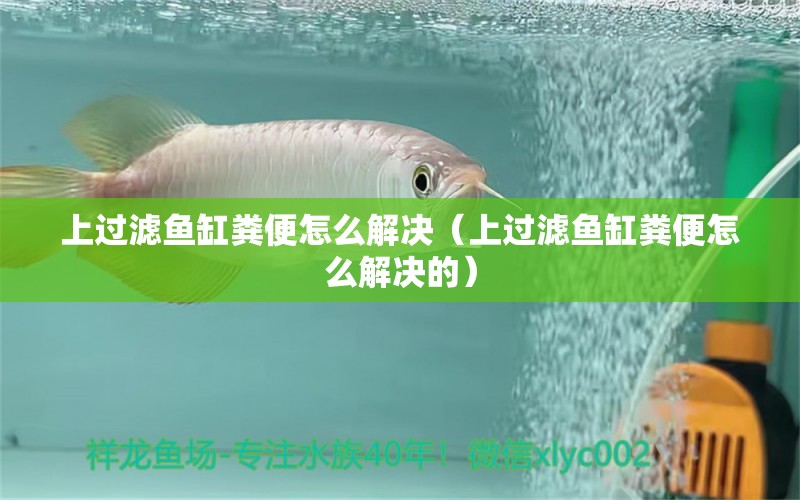 上過濾魚缸糞便怎么解決（上過濾魚缸糞便怎么解決的）