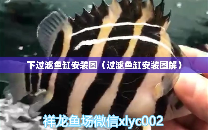 下過濾魚缸安裝圖（過濾魚缸安裝圖解） 狗仔招財貓魚