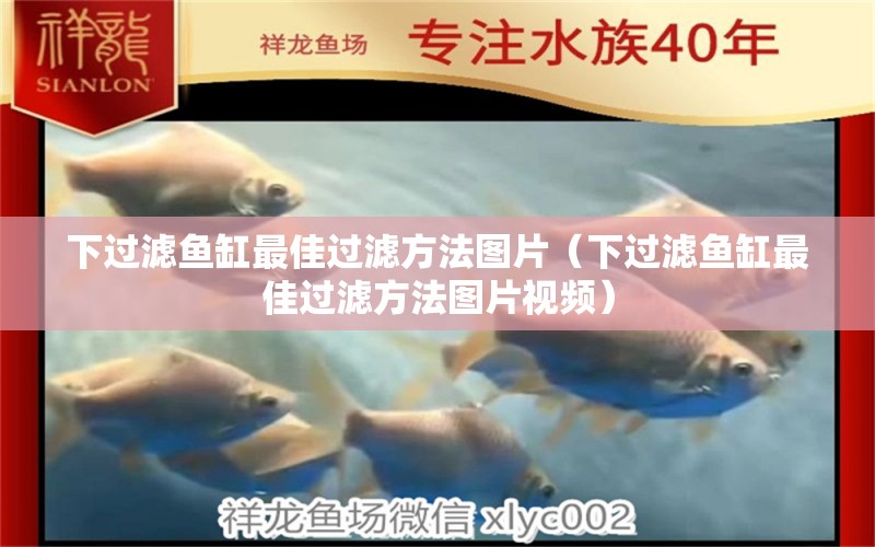 下過濾魚缸最佳過濾方法圖片（下過濾魚缸最佳過濾方法圖片視頻）