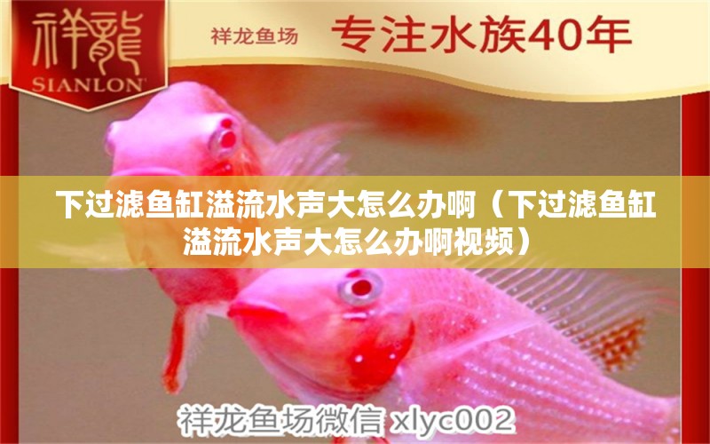 下過濾魚缸溢流水聲大怎么辦?。ㄏ逻^濾魚缸溢流水聲大怎么辦啊視頻） 造景/裝飾