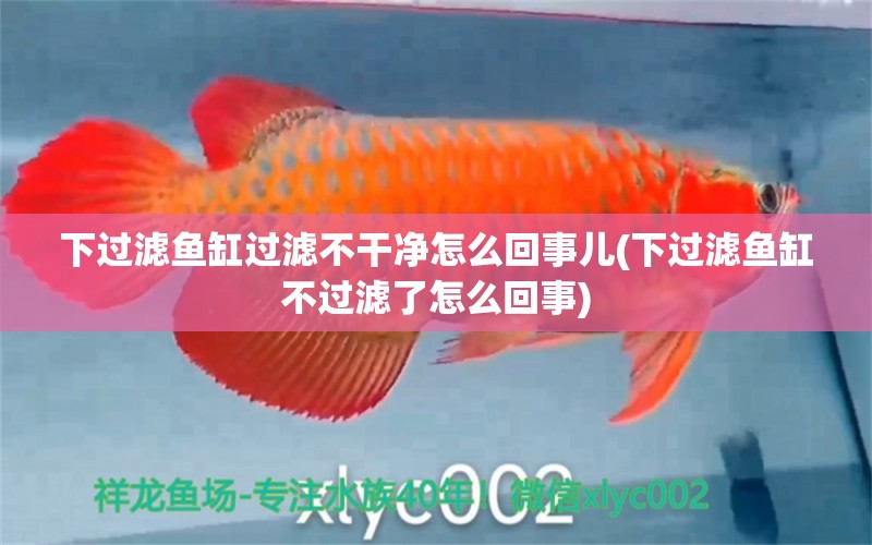 下過濾魚缸過濾不干凈怎么回事兒(下過濾魚缸不過濾了怎么回事) 一眉道人魚苗 第1張